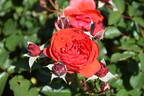 Trumpeter rose photo