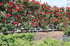 Dublin Bay rose photo