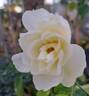 Princesse de Galles rose photo