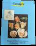 Florence Nightingale rose photo