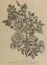 <i>Rosa sericea</i> Wall. ex Lindl. rose photo
