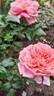 GDX-2124-7 rose photo