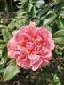 GDX-2124-7 rose photo