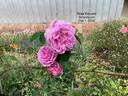 Rose Edouard rose photo