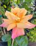 Ruth Alexander rose photo