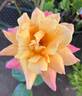 Ruth Alexander rose photo