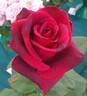 Camp David rose photo