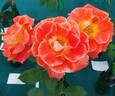 Rock 'N' Roll rose photo