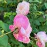 Cyd's Compassion rose photo