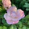 Cyd's Compassion rose photo