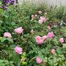 Cyd's Compassion rose photo