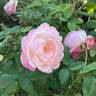 Cyd's Compassion rose photo