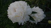 Brother Chuck peony photo