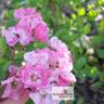 Robin Hood rose photo
