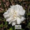 Kronprinzessin Viktoria rose photo