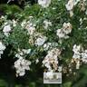 William Baffin rose photo