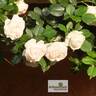 Palais Royal ® rose photo