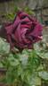 Olde Romeo rose photo