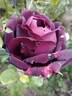 Olde Romeo rose photo