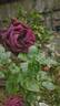 Olde Romeo rose photo