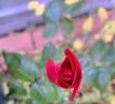 La rose Monsieur rose photo