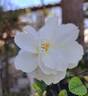 Princesse de Galles rose photo