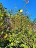 Golden Gate rose photo