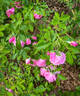 Pink Phoenix rose photo