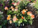 Bronze Star ™ rose photo