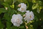 Crême rose photo
