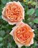 Double Ambre rose photo
