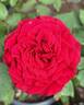 Beloved rose photo
