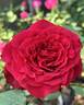 Beloved rose photo