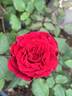 Beloved rose photo