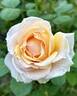 Devotion rose photo