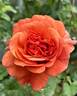 Foxy Lady rose photo