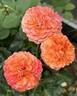 Goldflame rose photo