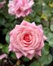 Pretty Dancer rose photo