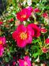 EVEpayst rose photo