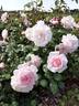The Peninsula Paris ® rose photo