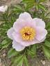 Sunday Chimes peony photo