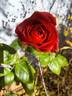 La rose Monsieur rose photo