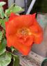 Afrikaans rose photo