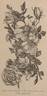 <i>Rosa lutea</i> Mill. synonym rose photo