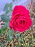 La rose Monsieur rose photo