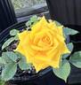 Golden Slumbers rose photo