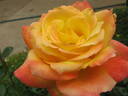 Fragrant Peace rose photo