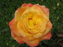 Fragrant Peace rose photo