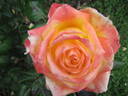 Fragrant Peace rose photo