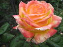 Fragrant Peace rose photo